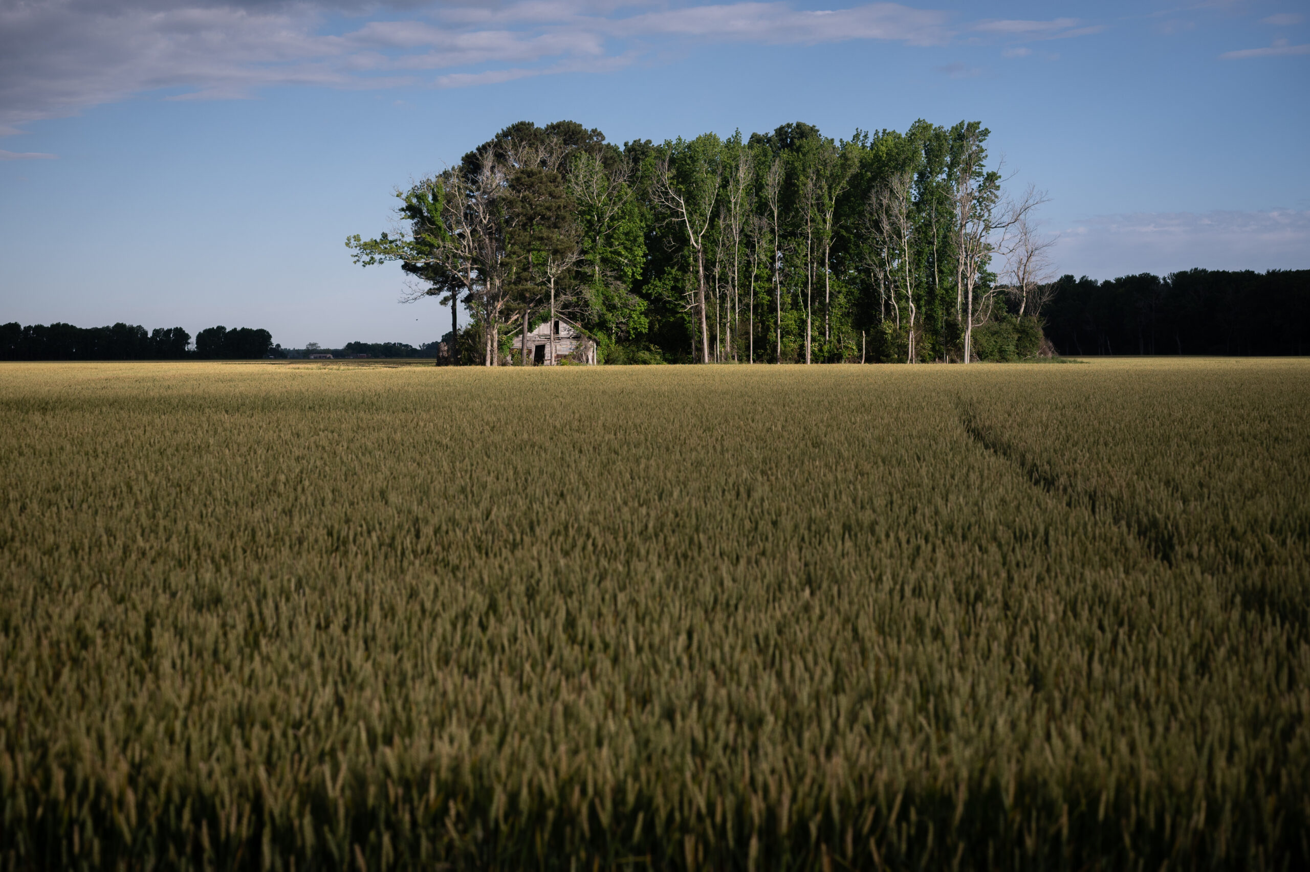 A farm field surrounds a house